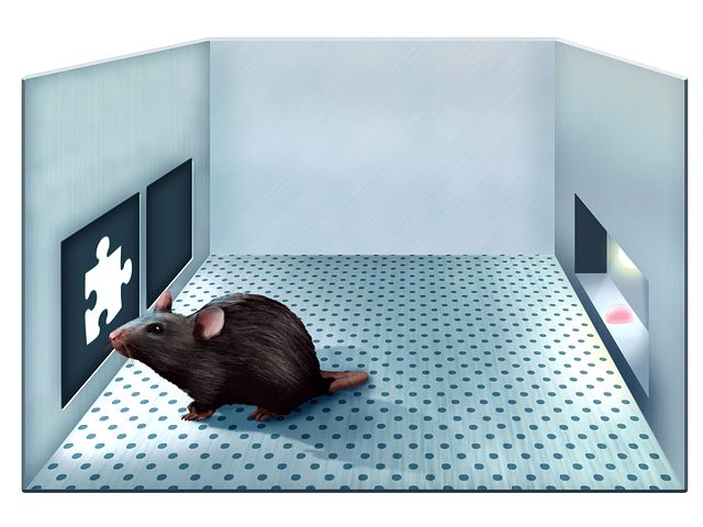 Touchscreen testing used with Alzheimer's disease models for amnesia studies